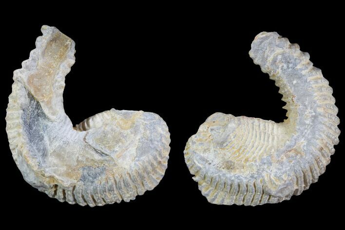 Cretaceous Fossil Oyster (Rastellum) - Madagascar #100943